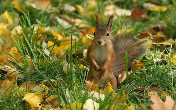 Животные в весеннем лесу
