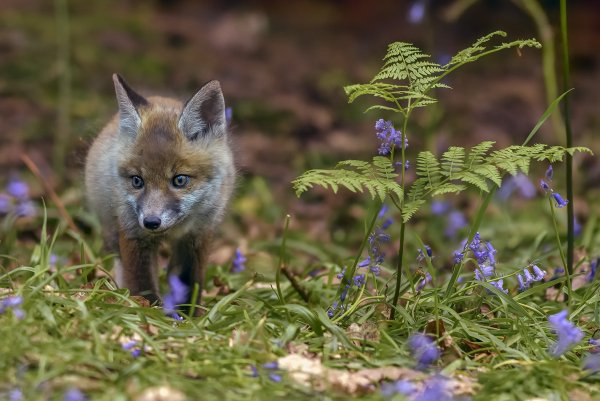 Лисята в лесу