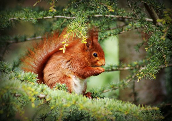 Картинки на рабочий стол белка