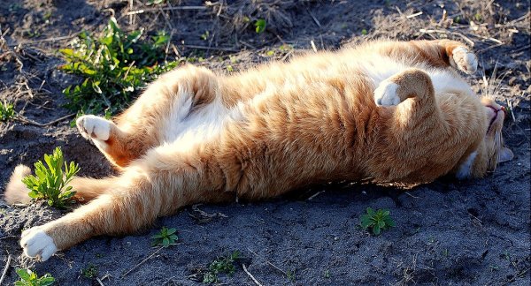 Приколы про весну