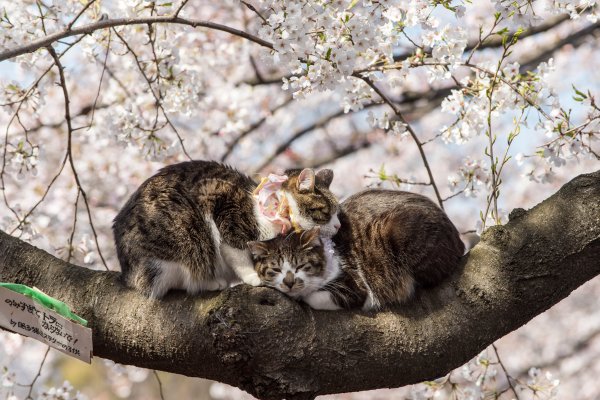 Кошка Весна