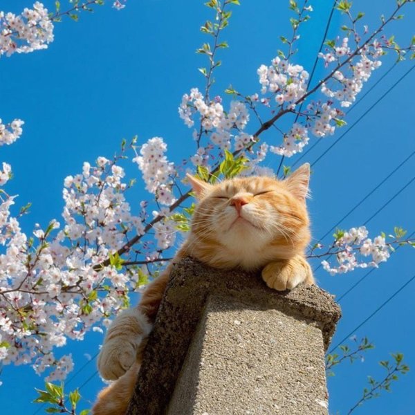 Весенние коты