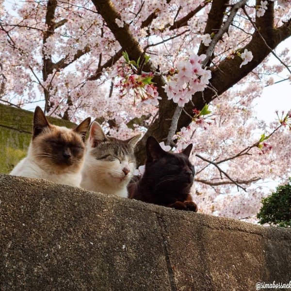 Весенние котята