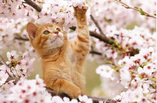 Кошки весной