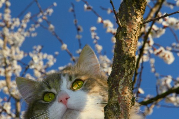 Котики на деревьях весной