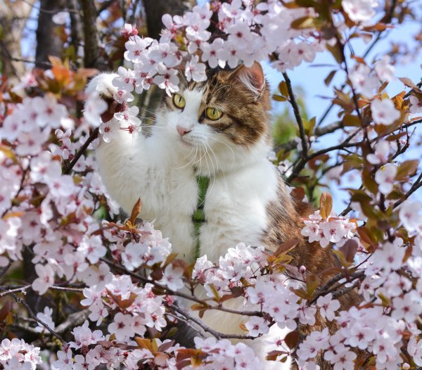 Весна и котики