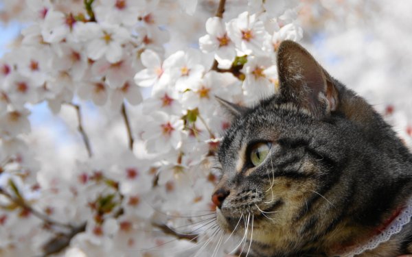 Весенний котик