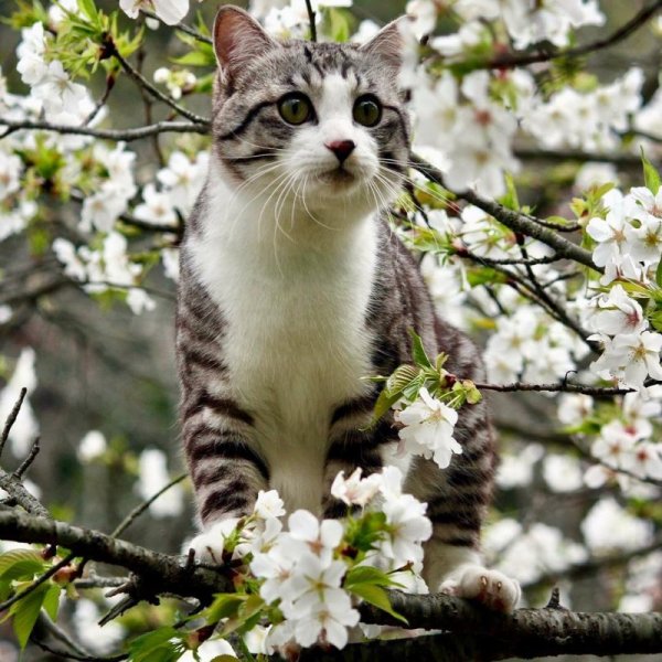 Котики весной