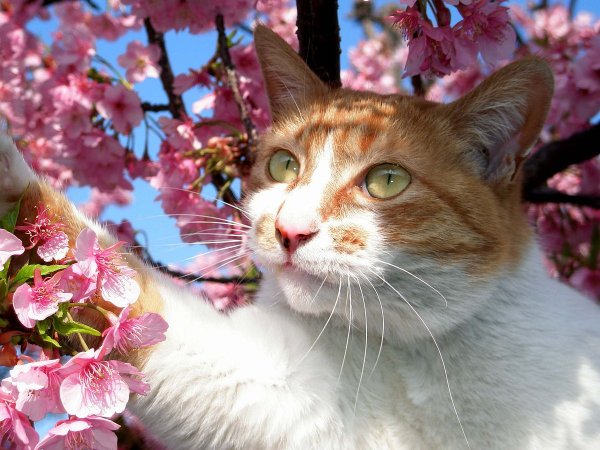 Весенний котик