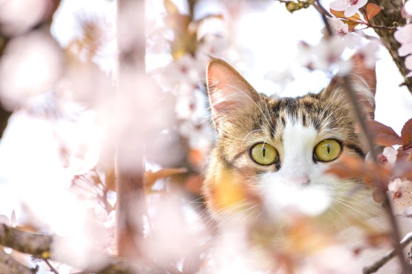 Коты весной