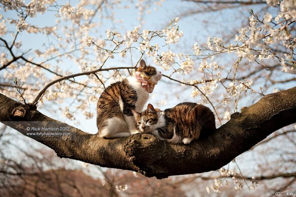Кот на Сакуре