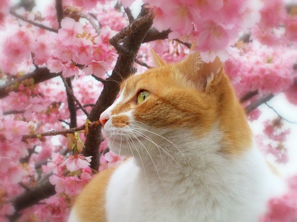 Кошечка Весна