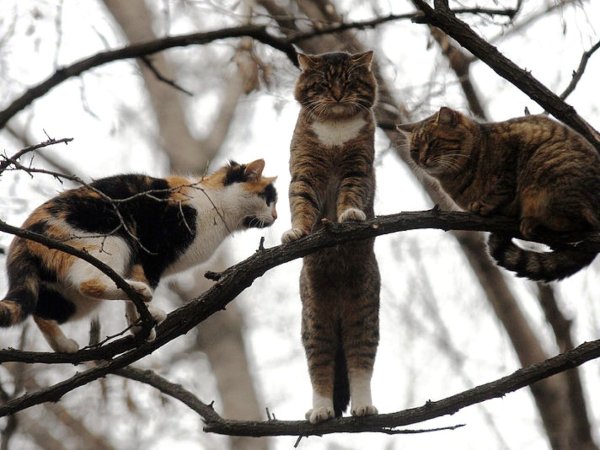 Первый день весны Китай кот