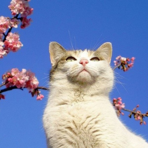 Мартовские котики