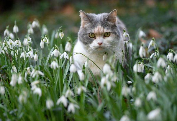 Котик с венком на голове