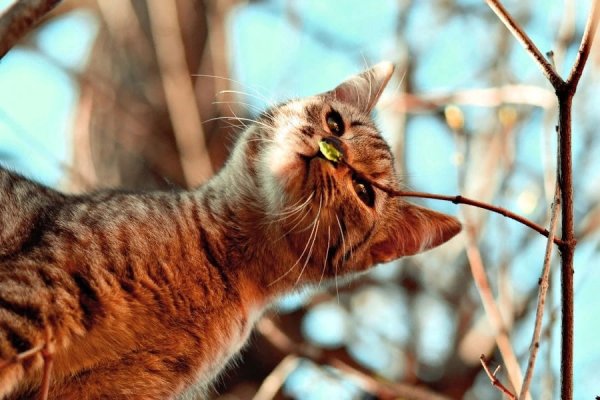 Весна и мартовские коты