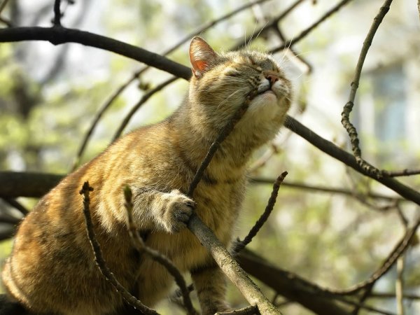 Мартовская кошка