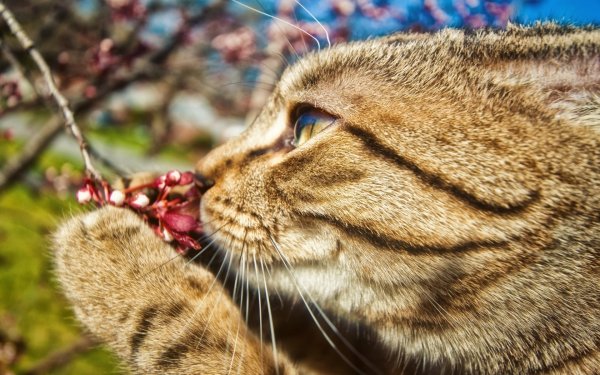 Вербные коты