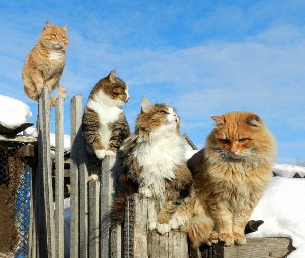 Весенние коты