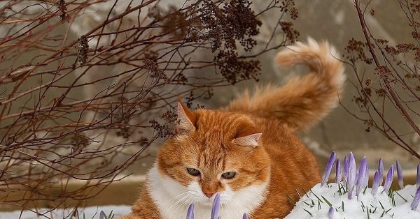 Кошки весной