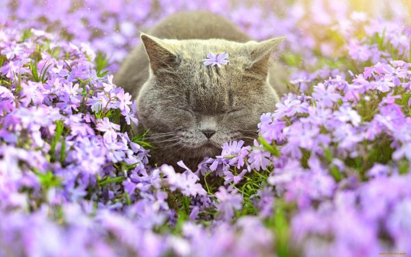 Весна и котики