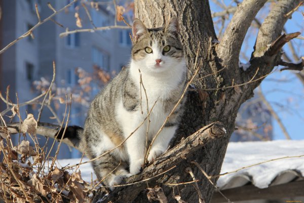 Кошки весной