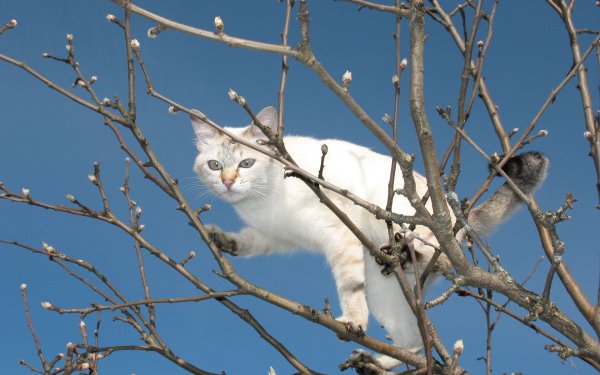 Весна животные
