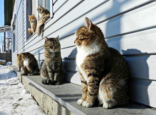Кошки весной