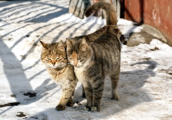 Весна животные