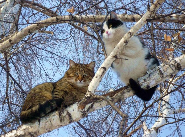 Весна с котами