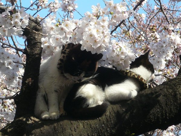 Кошка нюхает