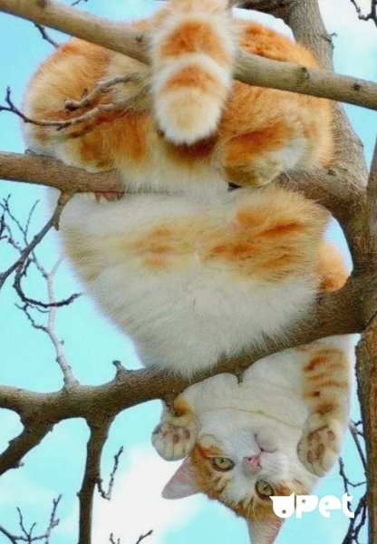Кот на Сакуре