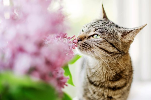Весенние коты