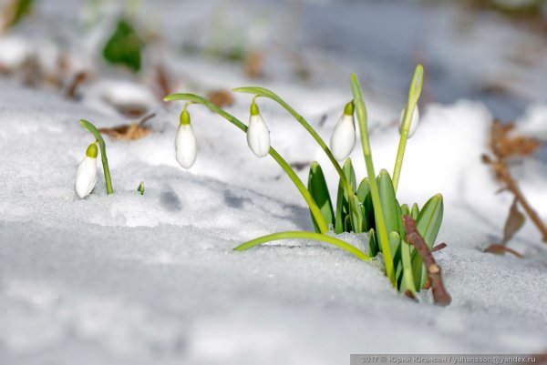 Весна проталины подснежники природа