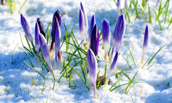 Крокусы и подснежники