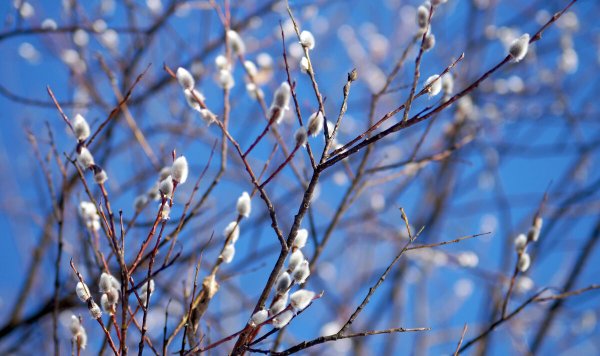 Ранняя Весна пейзаж