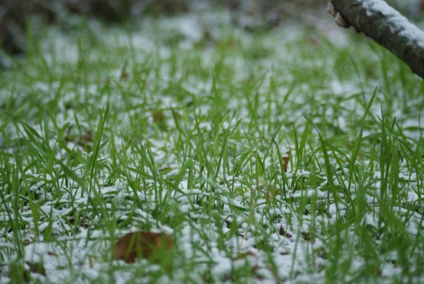 Первая зеленая травка