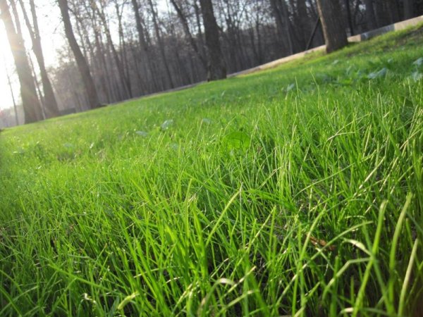 Первая зеленая травка