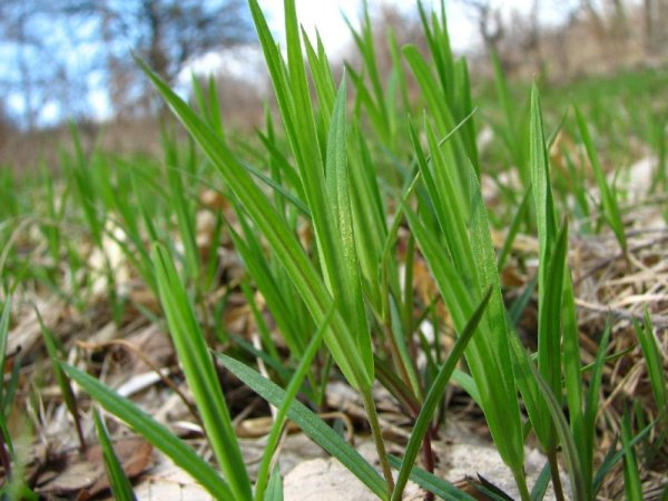 Первая травка весной