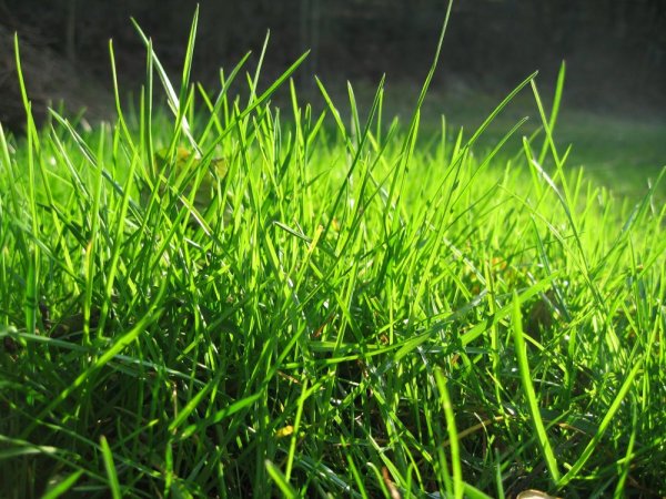 Молодая трава
