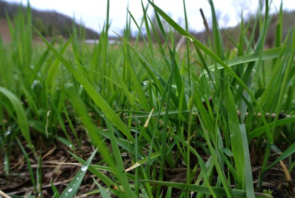 Трава весной