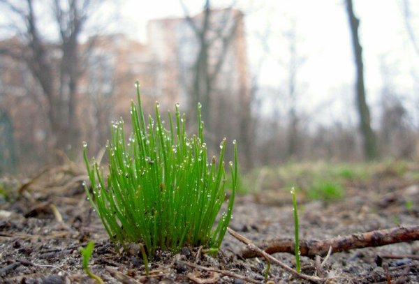 Ранняя Весна трава