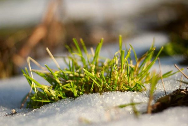 Пробивающаяся травка