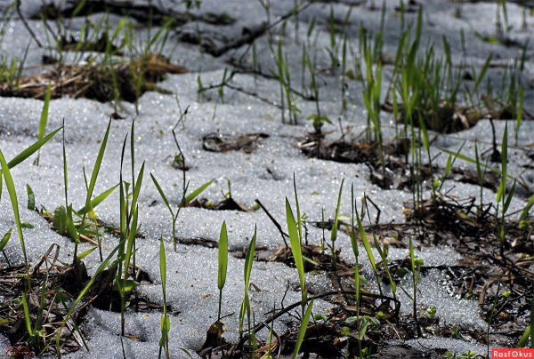 Зеленая трава весной