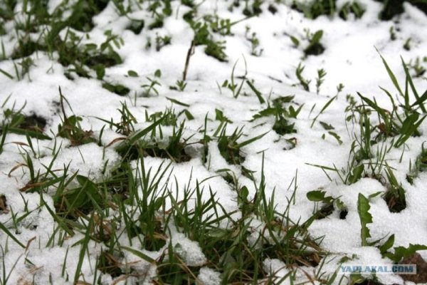 Травка для детского сада