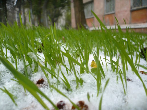 Весенняя травка для детей