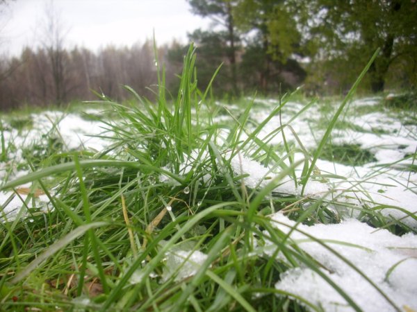 Весенний клипарт на прозрачном фоне