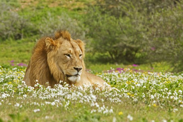 Лев в ромашках