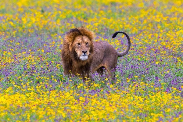 Львица в цветах