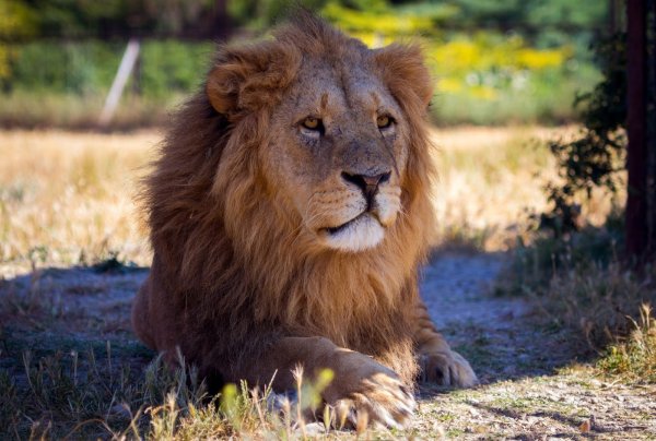 Лев фото для детей